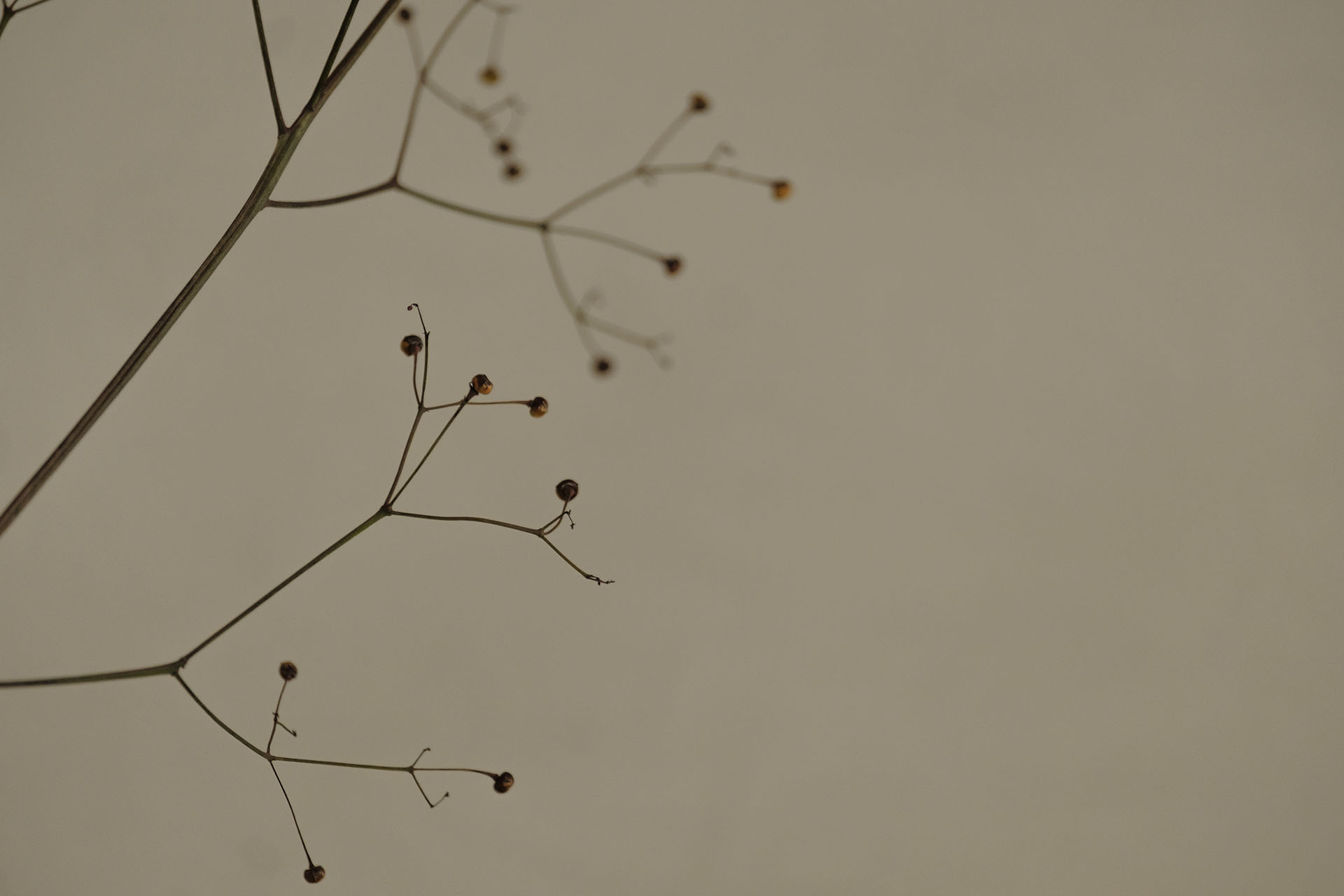 a plate of pastry and a drink